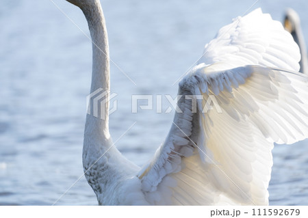 美しい羽を広げる白鳥 111592679