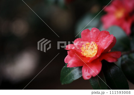赤いサザンカの花の写真 赤いサザンカの花の写真 111593008