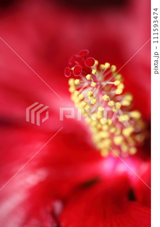 ハイビスカスの赤い花 111593474