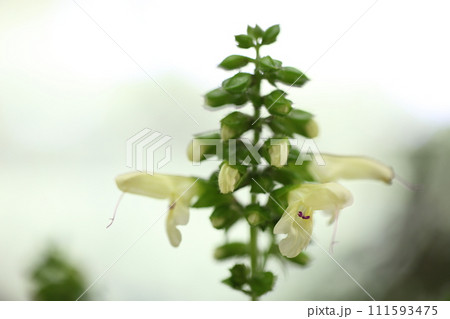 アキギリの花 111593475