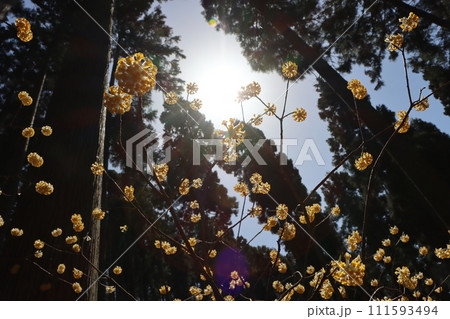 森の中でひっそりと成長を続ける三椏の花ー八 森の中でひっそりと成長を続ける三椏の花ー八 111593494