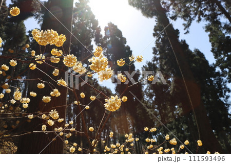 森の中でひっそりと成長を続ける三椏の花ー七 森の中でひっそりと成長を続ける三椏の花ー七 111593496