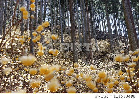 森の中でひっそりと成長を続ける三椏の花ー五 森の中でひっそりと成長を続ける三椏の花ー五 111593499