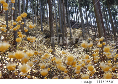 森の中でひっそりと成長を続ける三椏の花ー六 111593501