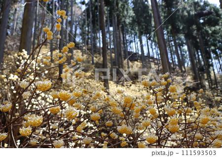 森の中でひっそりと成長を続ける三椏の花ー四 111593503