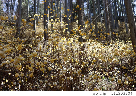 森の中でひっそりと成長を続ける三椏の花ー参 111593504