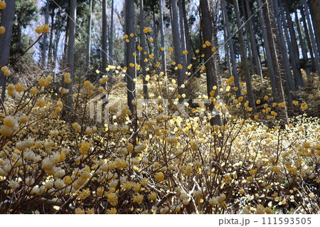 森の中でひっそりと成長を続ける三椏の花ー弐 森の中でひっそりと成長を続ける三椏の花ー弐 111593505