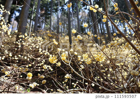 森の中でひっそりと成長を続ける三椏の花ー壱 111593507