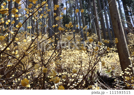 日本の原風景のようなミツマタの群生地ー六 111593515