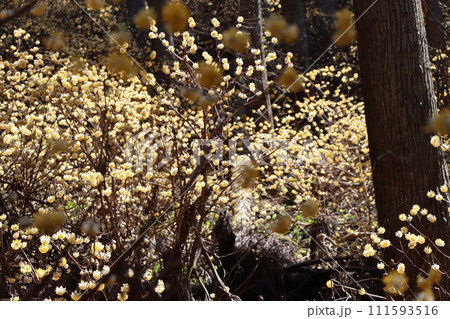 森の中でひっそりと成長を続ける三椏の花 111593516