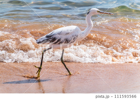 White Western Reef Heron (Egretta gularis) at Sharm el-Sheikh beach, Sinai, Egypt 111593566