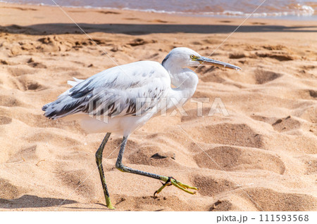 White Western Reef Heron (Egretta gularis) at Sharm el-Sheikh beach, Sinai, Egypt 111593568