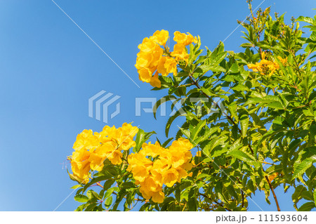 Tecoma stans yellow flowers close-up, yellow trumpetbush, yellow bells, yellow elder, green leaves, blue sky background, beautiful flower texture Tecoma stans yellow flowers close-up, yellow trumpetbush, yellow bells, yellow elder, green leaves, blue sky background, beautiful flower texture 111593604