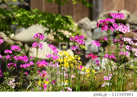 古知谷阿弥陀寺の九輪草 古知谷阿弥陀寺の九輪草 111593901