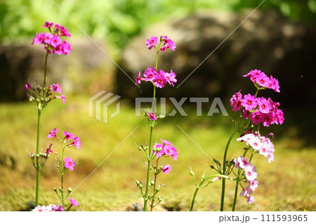 古知谷阿弥陀寺の九輪草 古知谷阿弥陀寺の九輪草 111593965
