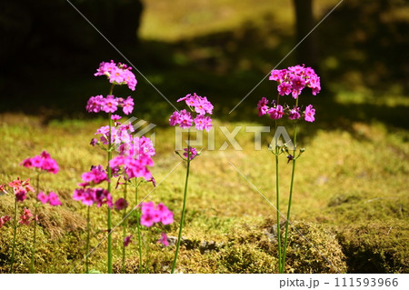 古知谷阿弥陀寺の九輪草 古知谷阿弥陀寺の九輪草 111593966