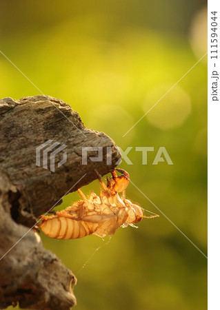 The carcass of molting cicada. On the tree. The carcass of molting cicada. On the tree. 111594044