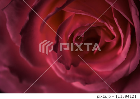 Red rose flower petals. Soft focus, abstract floral background. Macro flowers backdrop for holiday design Red rose flower petals. Soft focus, abstract floral background. Macro flowers backdrop for holiday design 111594121