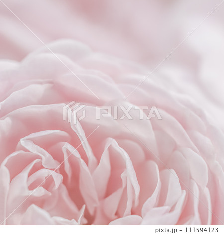 White rose flower petals. Macro flowers backdrop for holiday design. Abstract floral background. Soft focus. White rose flower petals. Macro flowers backdrop for holiday design. Abstract floral background. Soft focus. 111594123