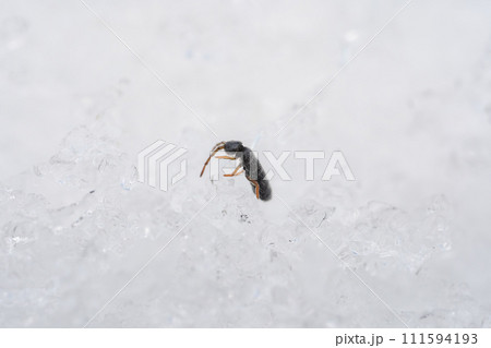 雪の上で活動するトビムシ 111594193