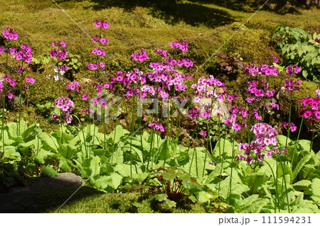古知谷阿弥陀寺の九輪草 古知谷阿弥陀寺の九輪草 111594231