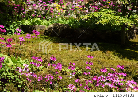 古知谷阿弥陀寺の九輪草 古知谷阿弥陀寺の九輪草 111594233