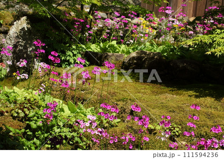 古知谷阿弥陀寺の九輪草 111594236