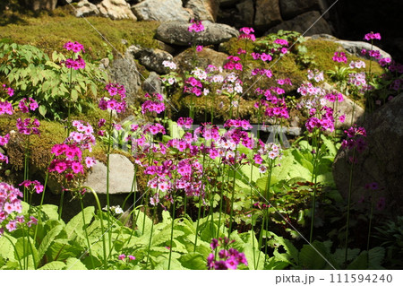 古知谷阿弥陀寺の九輪草 古知谷阿弥陀寺の九輪草 111594240