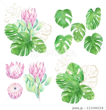 Set of watercolor illustrations, clipart, bouquets with pink protea and tropical monstera leaves. Romantic flowers. Hawaiian design. Exotic clipart. Luxury decor for invitations. 111594259