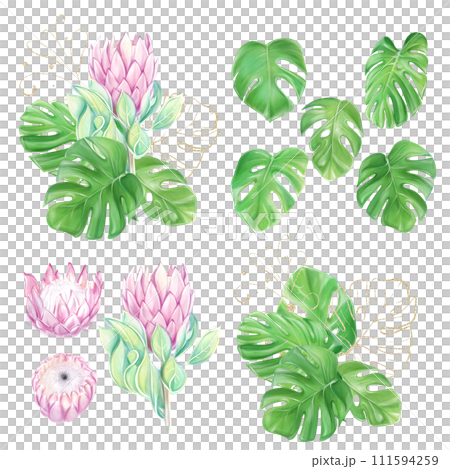 Set of watercolor illustrations, clipart, bouquets with pink protea and tropical monstera leaves. Romantic flowers. Hawaiian design. Exotic clipart. Luxury decor for invitations. 111594259