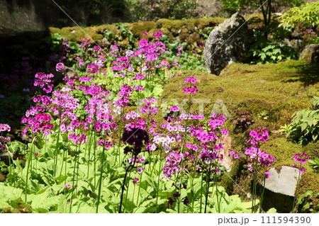 古知谷阿弥陀寺の九輪草 古知谷阿弥陀寺の九輪草 111594390