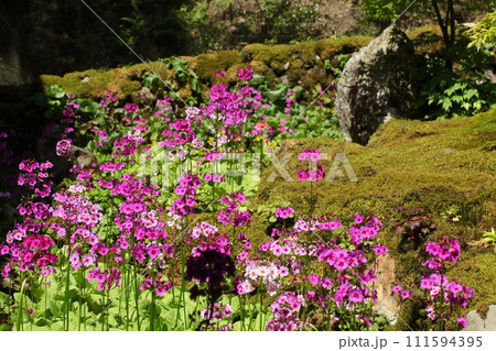 古知谷阿弥陀寺の九輪草 古知谷阿弥陀寺の九輪草 111594395