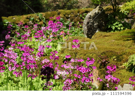 古知谷阿弥陀寺の九輪草 古知谷阿弥陀寺の九輪草 111594396