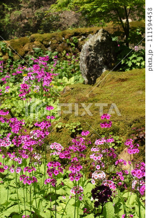 古知谷阿弥陀寺の九輪草 古知谷阿弥陀寺の九輪草 111594458