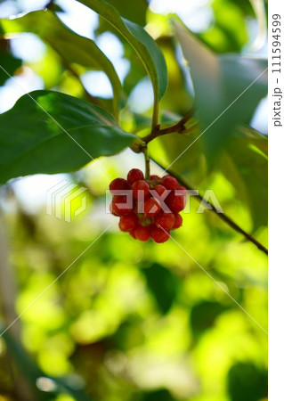 6257 サネカズラ 6257 サネカズラ 111594599