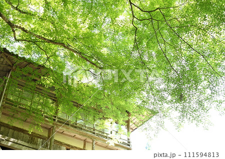 古知谷阿弥陀寺の新緑 古知谷阿弥陀寺の新緑 111594813