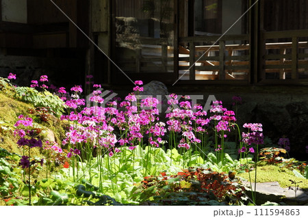 古知谷阿弥陀寺の九輪草 古知谷阿弥陀寺の九輪草 111594863
