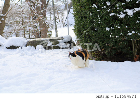 雪上を駆けるネコ 111594871
