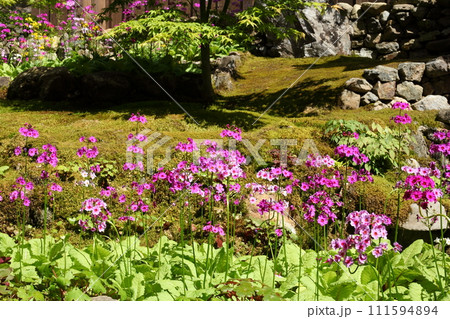 古知谷阿弥陀寺の九輪草 111594894