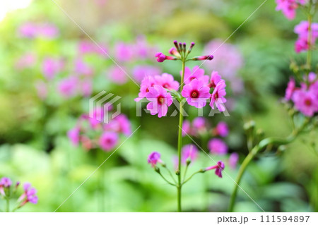 古知谷阿弥陀寺の九輪草 古知谷阿弥陀寺の九輪草 111594897