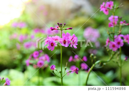 古知谷阿弥陀寺の九輪草 111594898