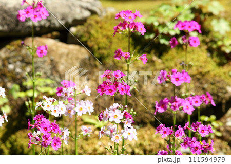 古知谷阿弥陀寺の九輪草 古知谷阿弥陀寺の九輪草 111594979