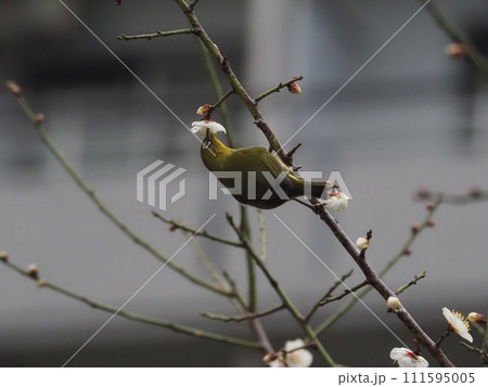 公園の梅の木のに蜜を吸いに来たメジロ 公園の梅の木のに蜜を吸いに来たメジロ 111595005