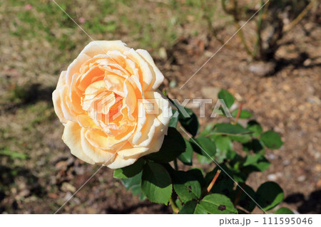 バレンシア(薔薇)、イメージ バレンシア(薔薇)、イメージ 111595046