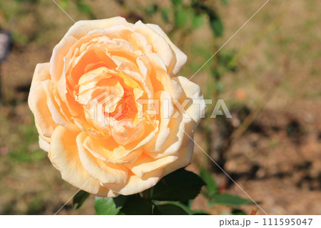 バレンシア(薔薇)、イメージ バレンシア(薔薇)、イメージ 111595047