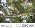 梅 111595100