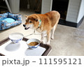 柴犬 111595121