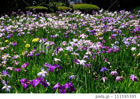 森と花菖蒲 【相模原市下溝 6月】 森と花菖蒲 【相模原市下溝 6月】 111595395
