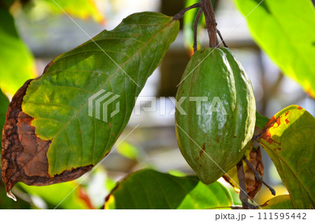 カカオの実 111595442