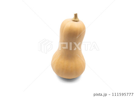 バターナッツかぼちゃ【山形県産】影あり バターナッツかぼちゃ【山形県産】影あり 111595777